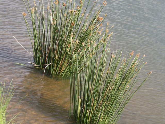 Schoenoplectus corymbosus Grasses Sedges Reeds Directory (2)